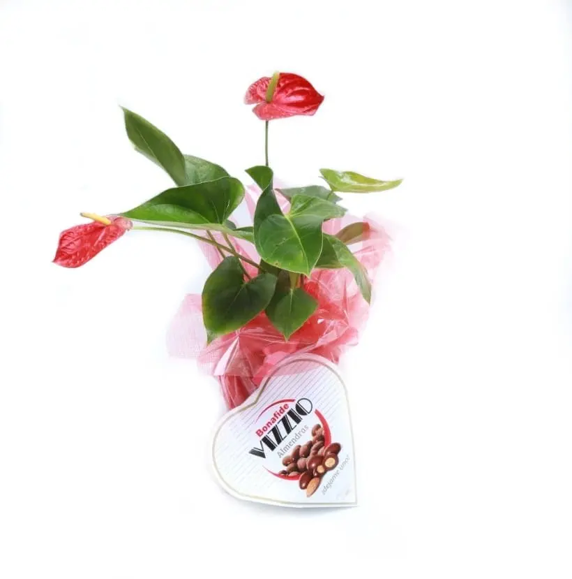 Imagen de Buenas vibras Descripcion: Planta de interior anthurium y chocolate corazon vizzio.( Consultar stock)